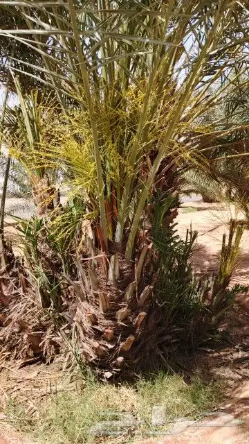 نخل مثمر اخلاص سكري صقعي مجدول 2