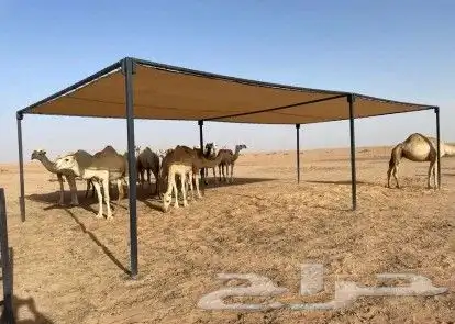مضلات الإبل 5