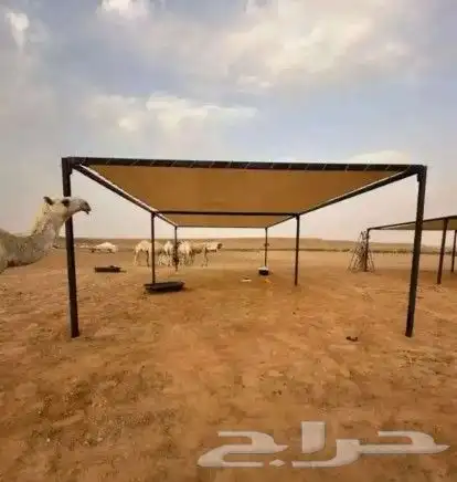 مضلات الإبل 0