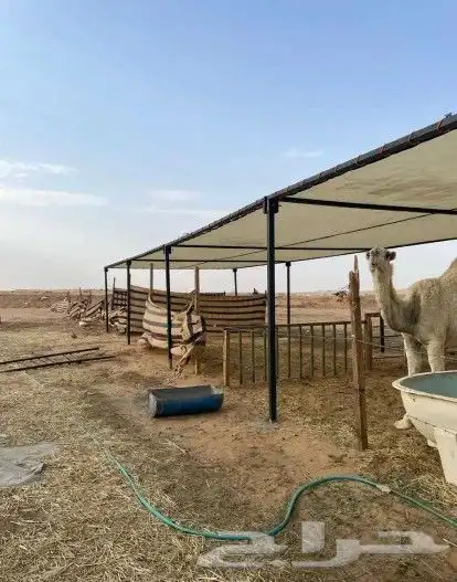 مضلات الإبل 6
