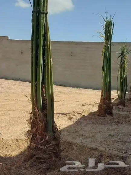 يوجد لدينا جميع انواع انخيل حسب المقاسات ونوعية 0