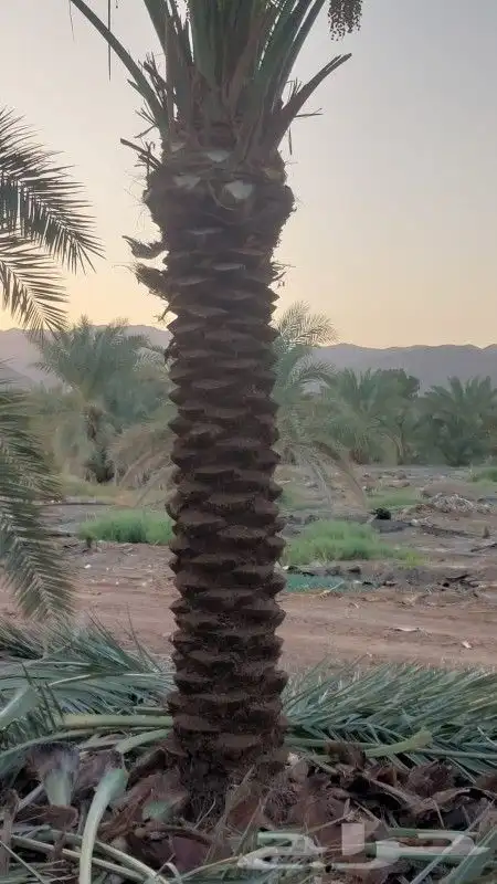 يوجد لدينا جميع انواع انخيل حسب المقاسات ونوعية 3