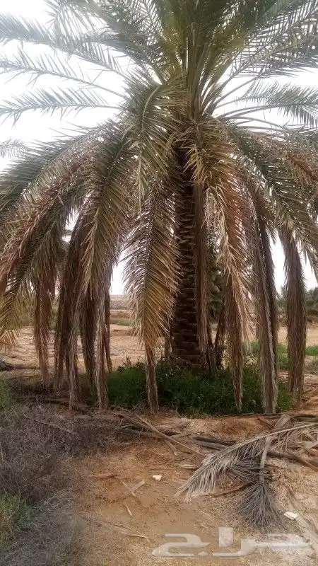 نخل عربي وواشنطن 0