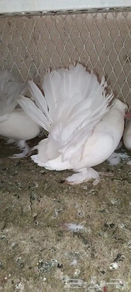 زوج رقاص بعياله 7