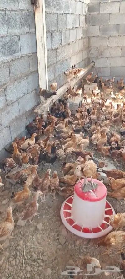 صوص دجاج بلدى 2