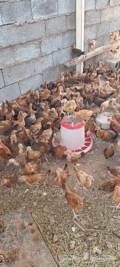صوص دجاج بلدى 3