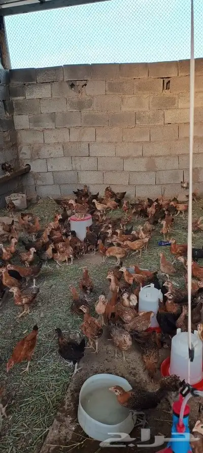 صوص دجاج بلدى 4