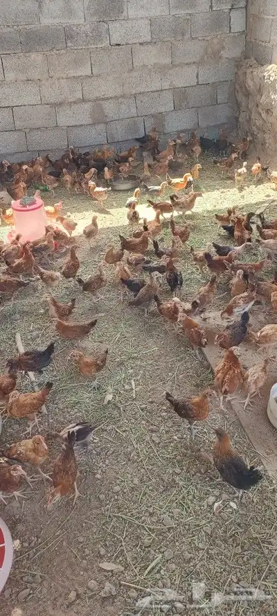 صوص دجاج بلدى 0