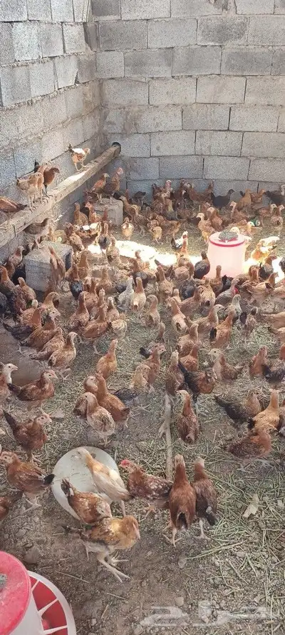 صوص دجاج بلدى 1