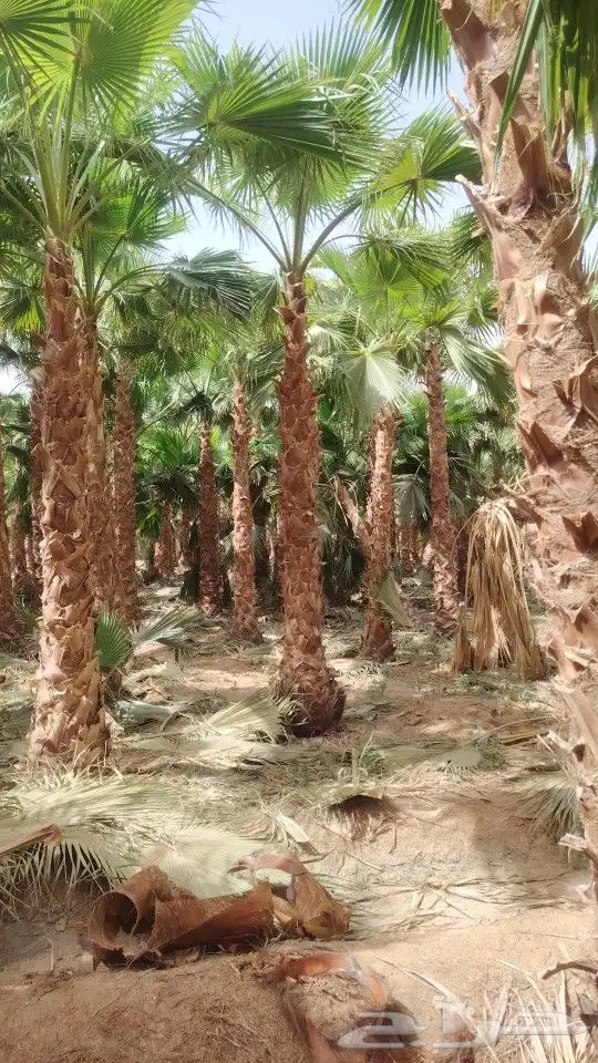 نخل وشنطني للبيع جميع أنواع المقاسات 0