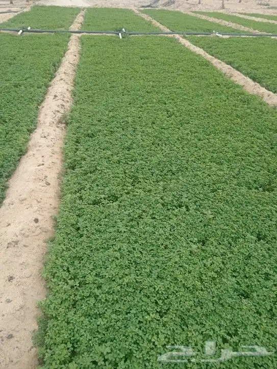 اشراف. تأسيس مزارع 1