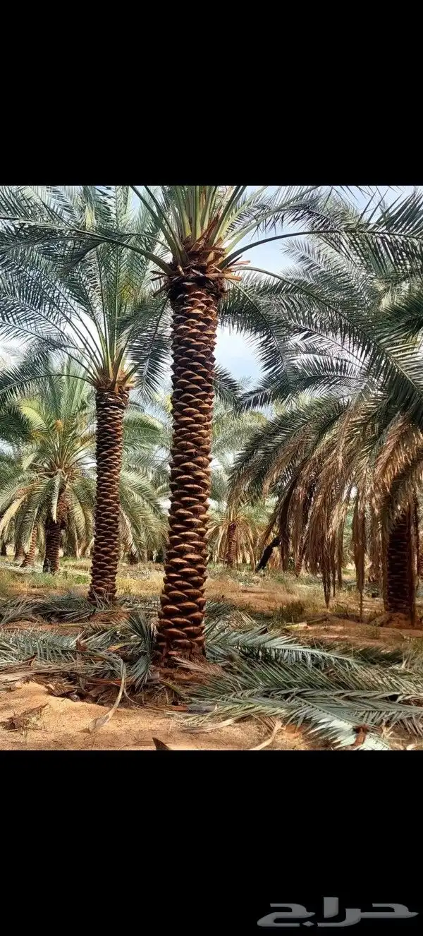 نخل عربي مثمر ونخل ملوكي زينه للبيع 4
