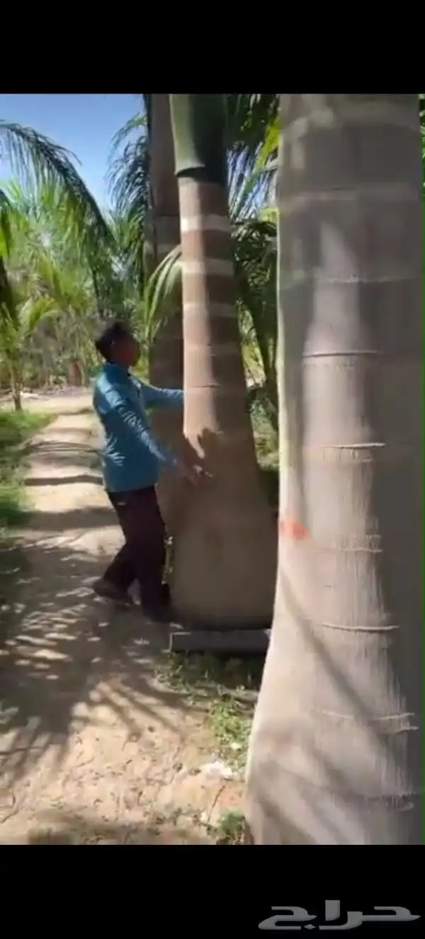نخل عربي مثمر ونخل ملوكي زينه للبيع 2