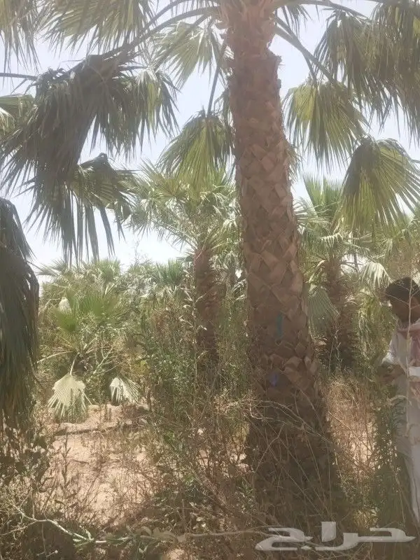 نخل عربي وواشنطن 3
