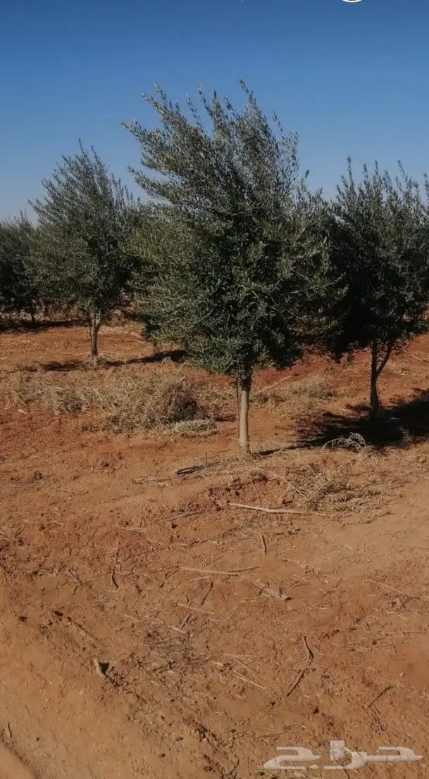 يوجد لدينا زيتون معمر مثمر جميع الأحجام ويوجد وسط ويوجد شتلا 2