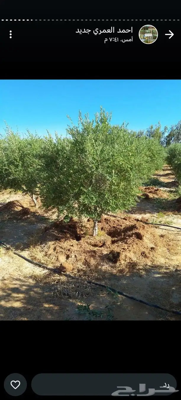 يوجد لدينا زيتون معمر مثمر جميع الأحجام ويوجد وسط ويوجد شتلا 9