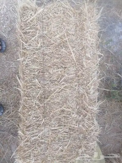 المذنب 3