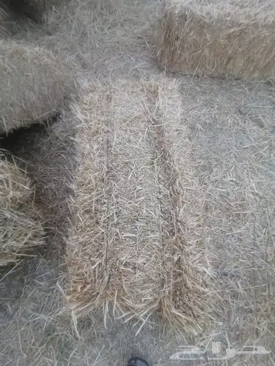 المذنب 4