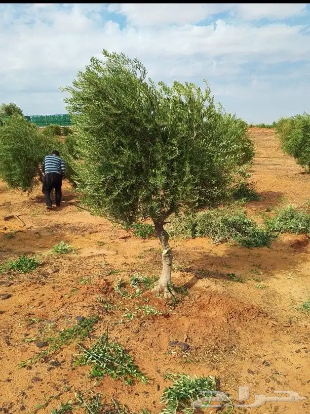 يوجد لدينا زيتون معمر مثمر جميع الأحجام ويوجد وسط ويوجد شتلا 1