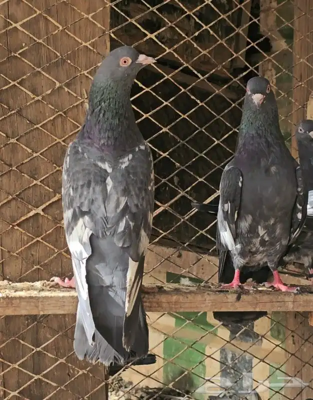 حمام باكستاني TOP 2