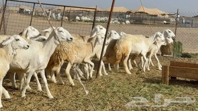 مشا الله اعرض لكم غنم رخال شعره حريات طيبة عددها 15 2