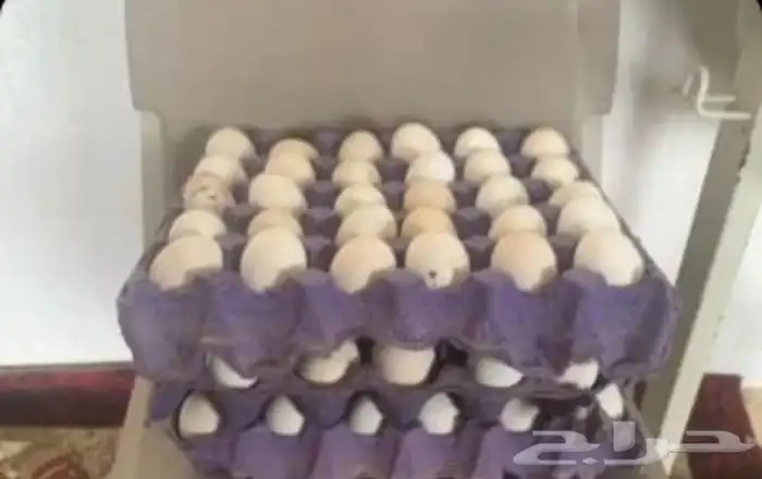 بيض بلدي مخصب شرط 0
