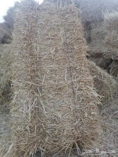 المذنب 2
