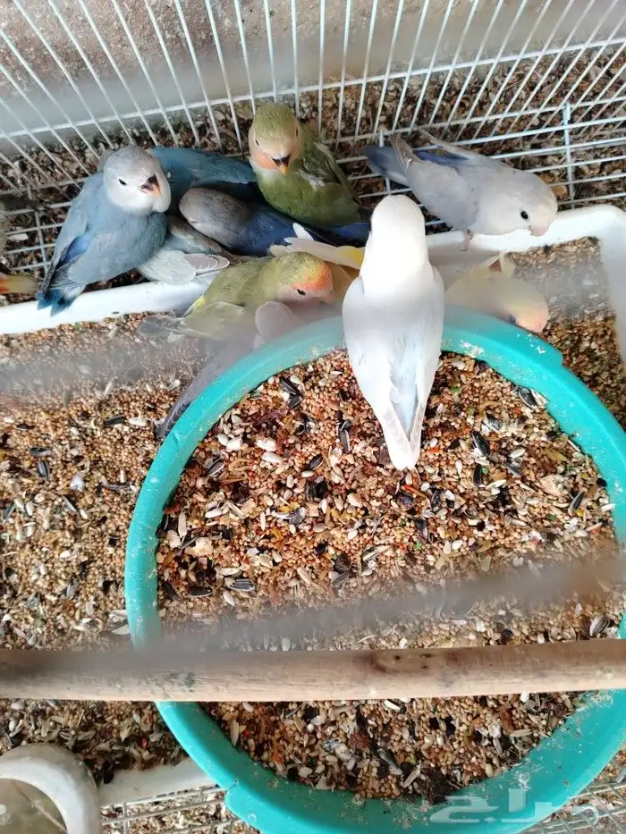 انتهاء العرض.. طبات روز 0