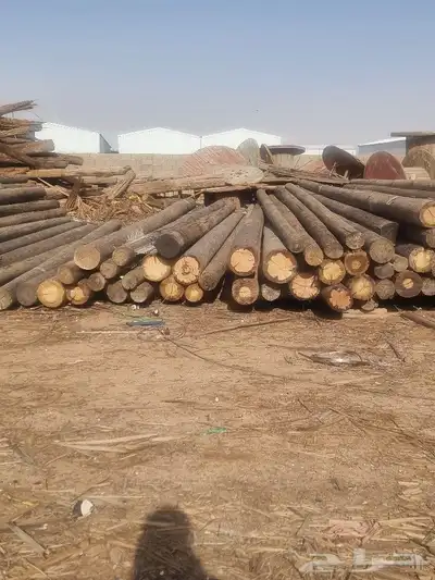 حشب كهربا سنوبر 1