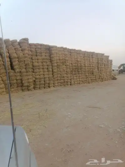 المذنب 0