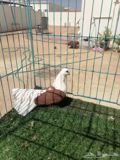 انثى رستوف مكتف 2