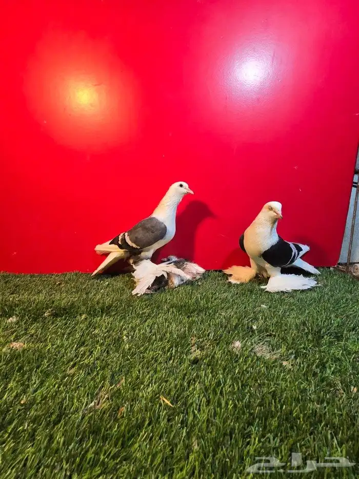 حمام سوالو جوز منتج 2