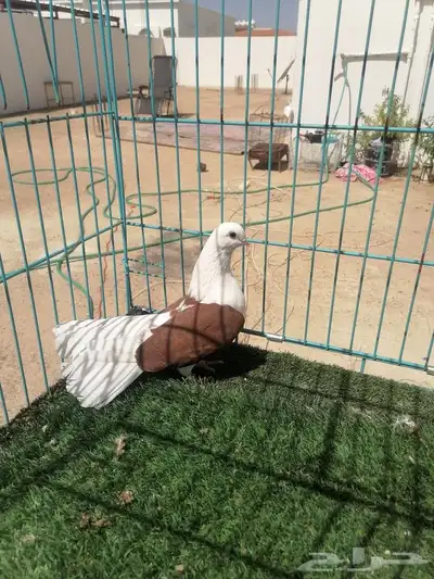 انثى رستوف مكتف 0