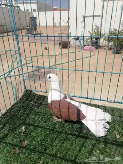 انثى رستوف مكتف 1