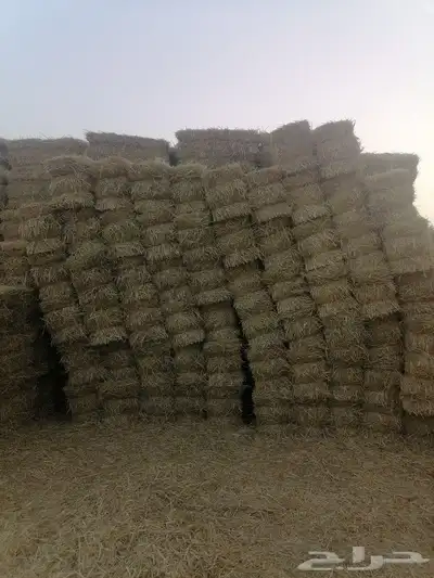 المذنب 1