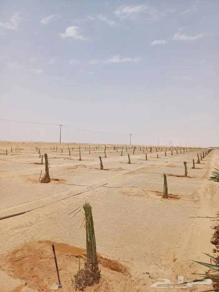 يوجد لدينا فسايل نخيل خلاص حساء ونقوم بقشع وغرس الفسايل 0