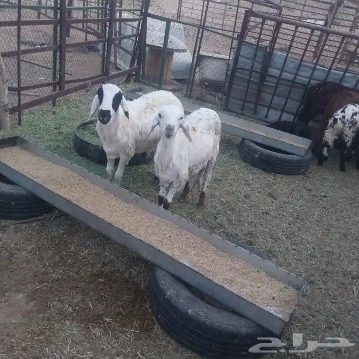 سواكن مرابي 5