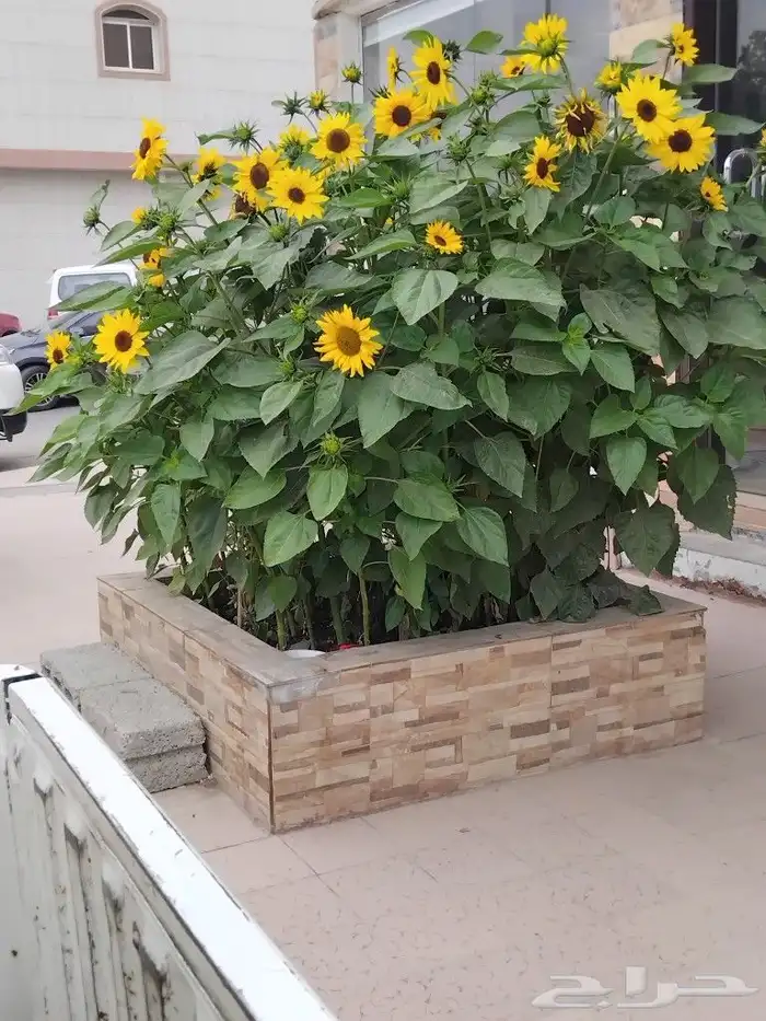 مشت مشتل تنسيق 3