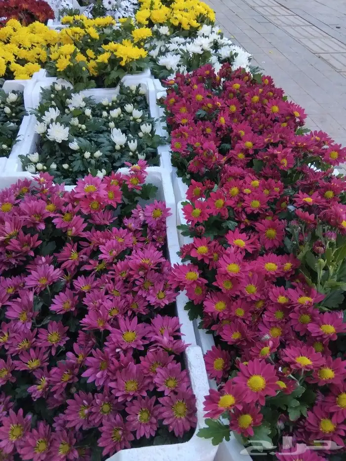 مشت مشتل تنسيق 6