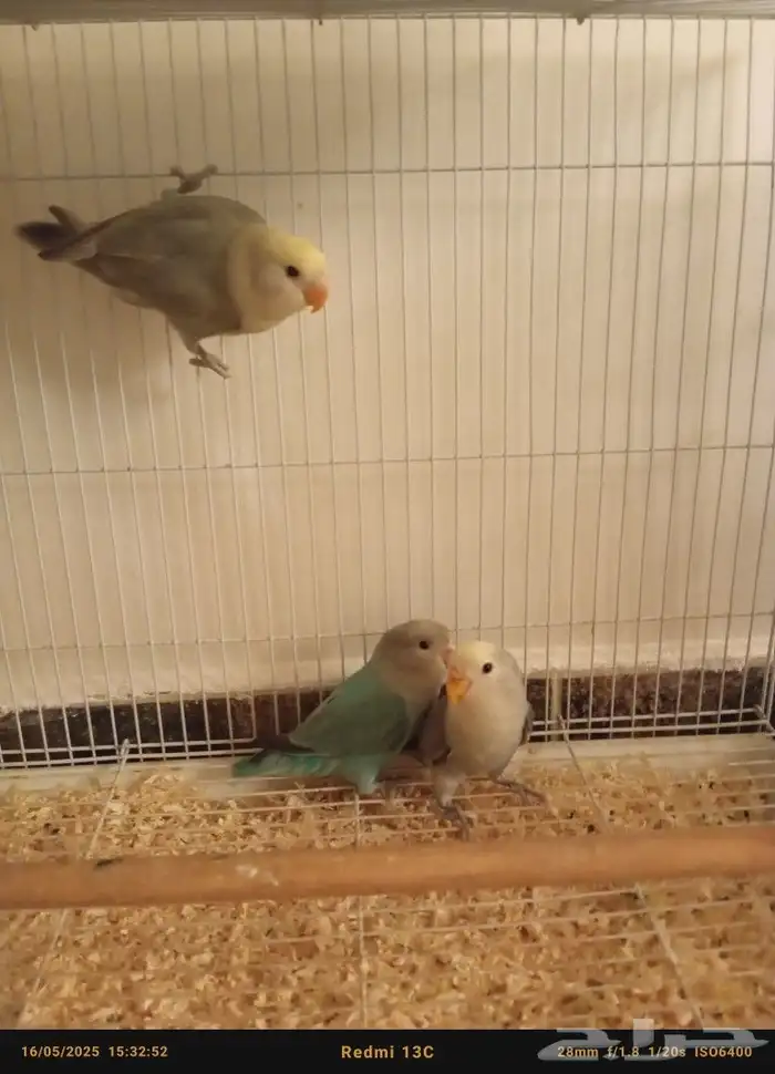 زوج روز معه 3 فروخ تم البيع 1