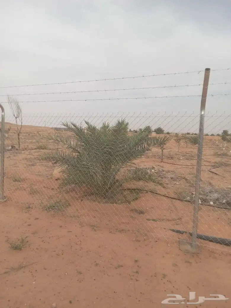 شبك 5