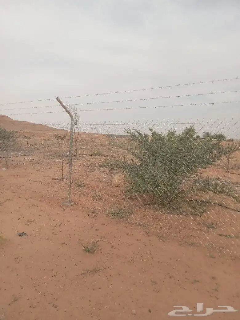 شبك 7