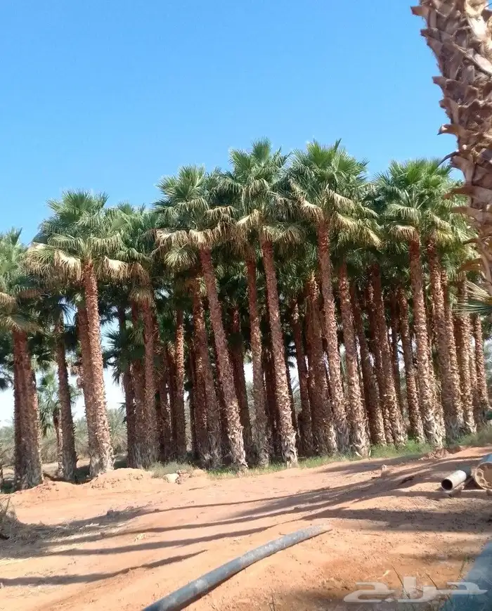نخل واشنطنيا زينه 6