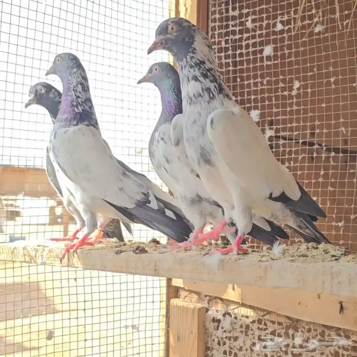 حمام باكستاني TOP 3