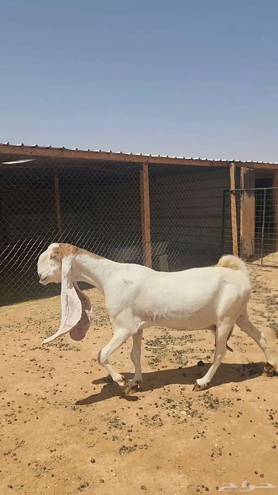 عنز هولندية بيضاء طيبة دافع فوق الثلاث شهور 4