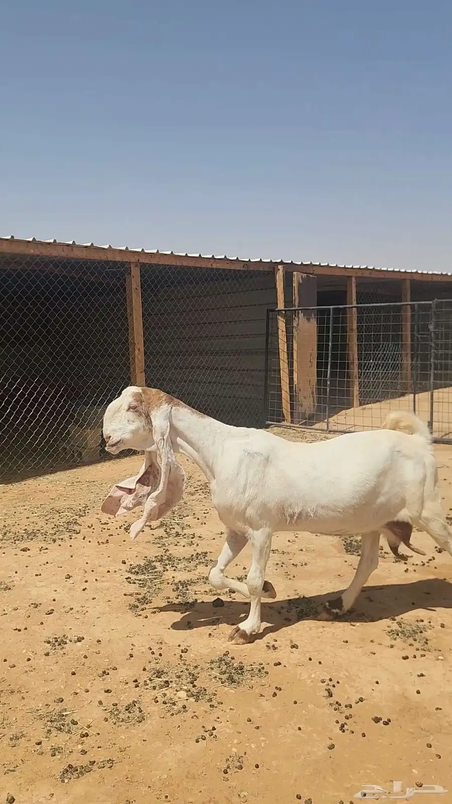 عنز هولندية بيضاء طيبة دافع فوق الثلاث شهور 3