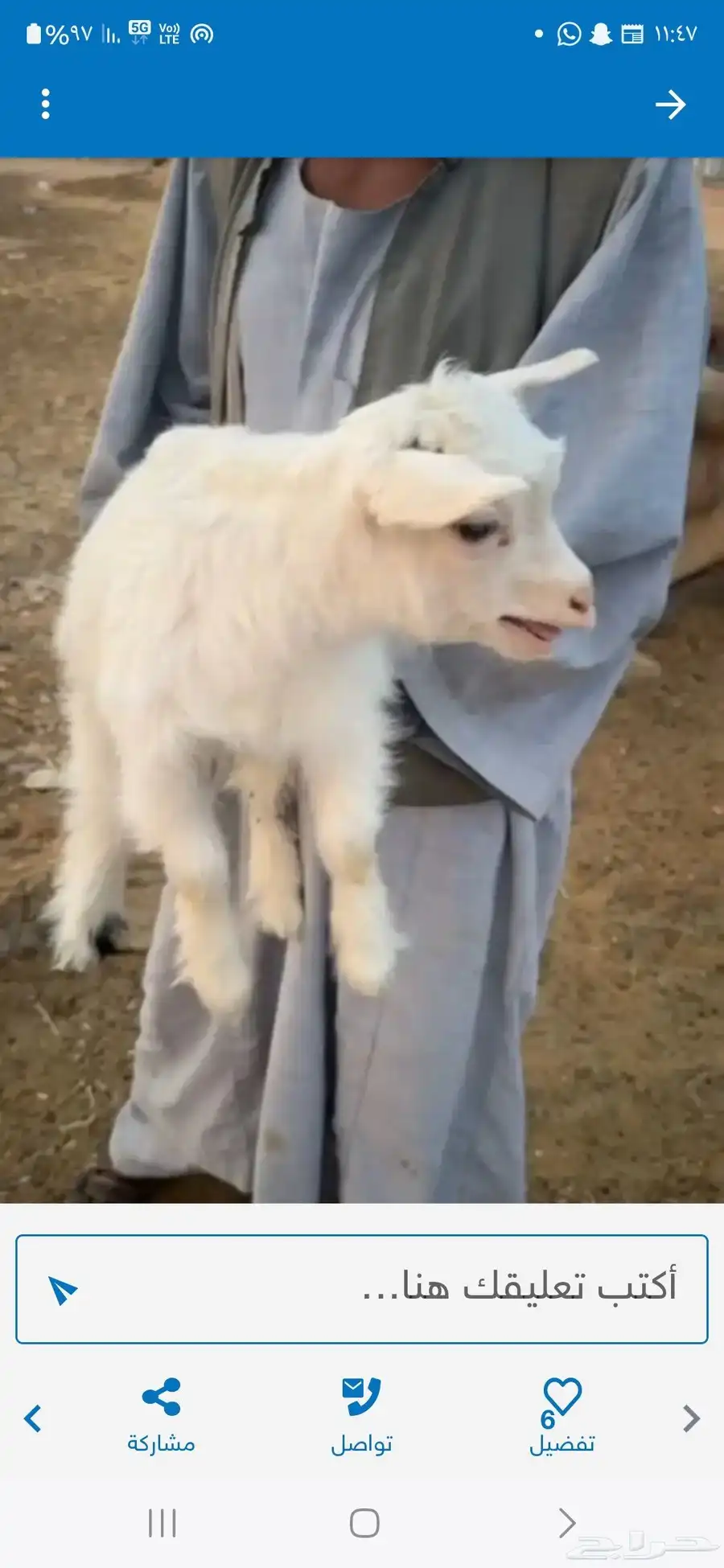 ماعز المتشنج النادر جوز جفرة وتيس فاتح ابيض افلام بريدة 3