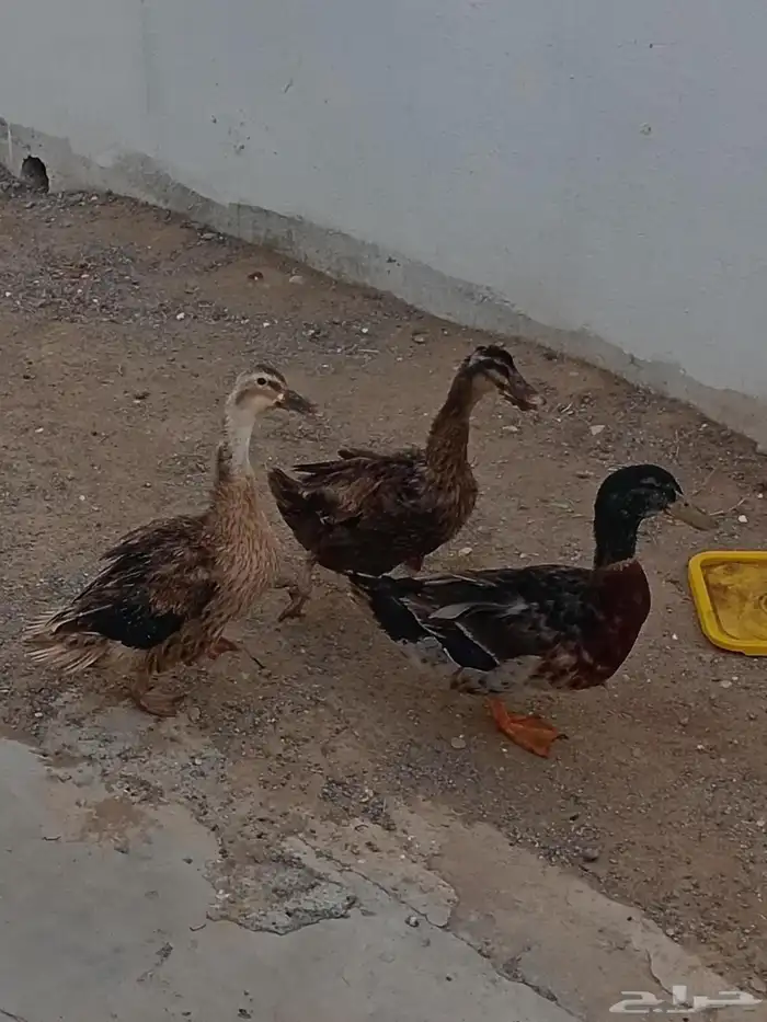 بط بري او شرشيري 3
