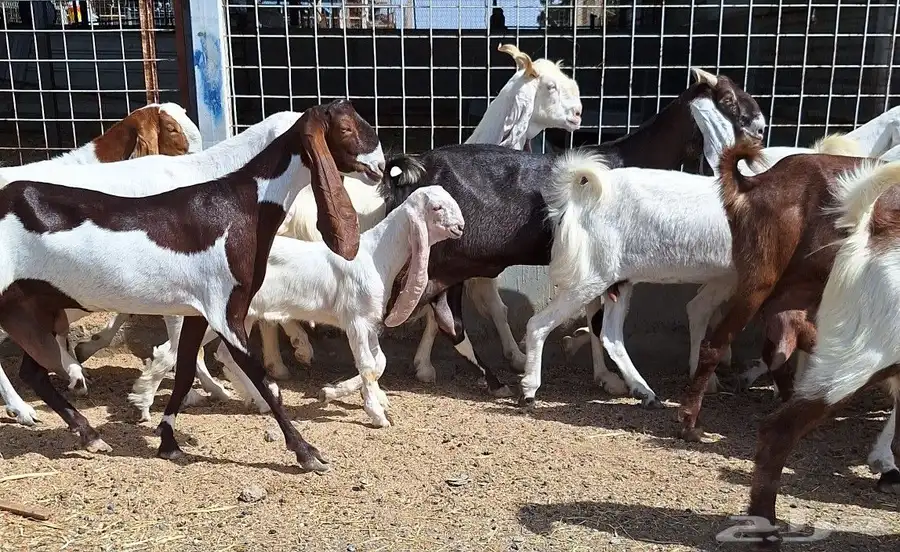 معزا هولنديات صنف منايح العدد 20 تحتها 6 للقناي 17