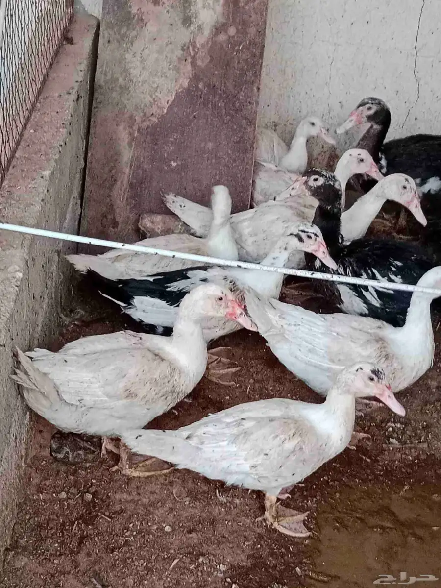 بط للبيع وادي دواسر 2